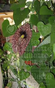 Attēlu rezultāti vaicājumam “Aristolochia durior”