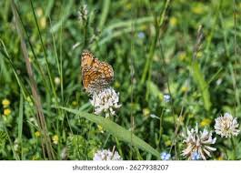 Attēlu rezultāti vaicājumam “Melitaea phoebe underside”