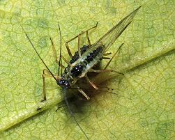 Attēlu rezultāti vaicājumam “Drepanosiphum platanoidis”