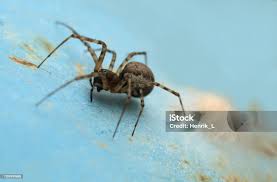 Attēlu rezultāti vaicājumam “Neriene montana”