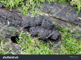 Attēlu rezultāti vaicājumam “Hypoxylon multiforme”