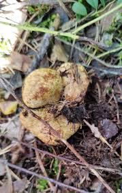 Attēlu rezultāti vaicājumam “Rhizopogon luteolus”