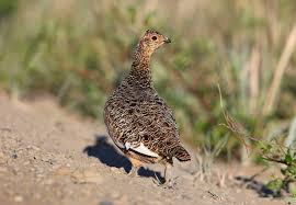 Image result for Lagopus lagopus