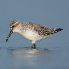 Attēlu rezultāti vaicājumam “Calidris falcinellus adult”
