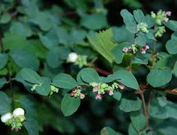 Attēlu rezultāti vaicājumam “Symphoricarpos albus flower”
