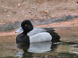 Image result for Aythya affinis