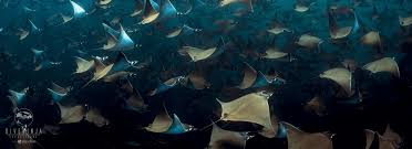 Image result for Mobula hypostoma