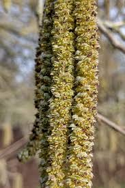 Attēlu rezultāti vaicājumam “Corylus colurna”