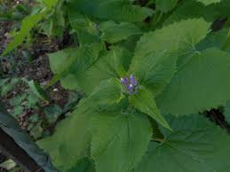 Attēlu rezultāti vaicājumam “Lunaria rediviva bud”