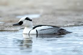 Attēlu rezultāti vaicājumam “Mergus albellus”