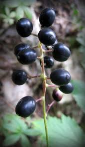 Attēlu rezultāti vaicājumam “Actaea spicata fruit”