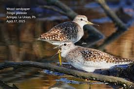 Attēlu rezultāti vaicājumam “Tringa glareola”