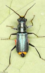 Attēlu rezultāti vaicājumam “Malachidae”