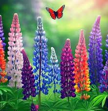 Attēlu rezultāti vaicājumam “Lupinus polyphyllus flower”