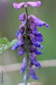Attēlu rezultāti vaicājumam “Vicia cracca bud”