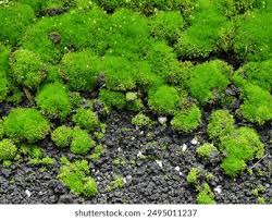 Attēlu rezultāti vaicājumam “Bryum schleicheri”