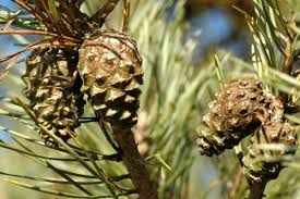 Attēlu rezultāti vaicājumam “Pinus sylvestris fruit”