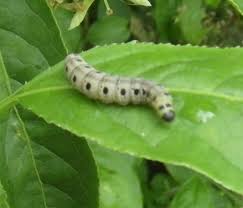 Attēlu rezultāti vaicājumam “Yponomeuta malinellus / cagnagella larva”