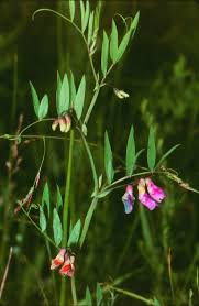 Attēlu rezultāti vaicājumam “Lathyrus palustris flower”