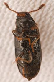 Attēlu rezultāti vaicājumam “Tetratomidae”