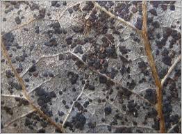 Attēlu rezultāti vaicājumam “Melampsora populnea”