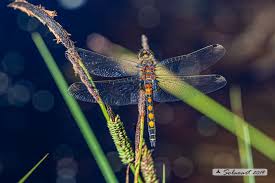 Attēlu rezultāti vaicājumam “Leucorrhinia pectoralis female”