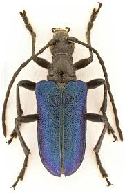 Attēlu rezultāti vaicājumam “Gaurotes virginea”