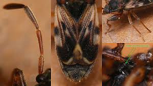 Attēlu rezultāti vaicājumam “Scolopostethus thomsoni”