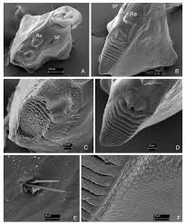 Attēlu rezultāti vaicājumam “Leiodidae larva”