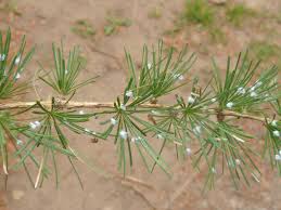 Attēlu rezultāti vaicājumam “Adelges laricis”