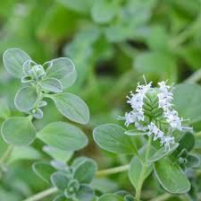 Image result for Origanum majorana