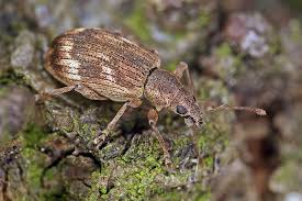 Attēlu rezultāti vaicājumam “Polydrusus tereticollis”