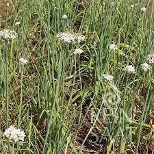 Image result for Schnittknoblauch