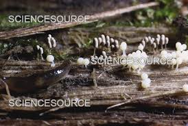 Attēlu rezultāti vaicājumam “Diachea sp.”