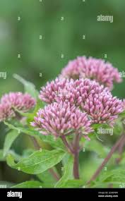 Attēlu rezultāti vaicājumam “Eupatorium cannabinum bud”