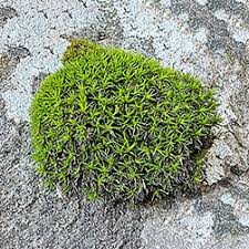 Attēlu rezultāti vaicājumam “Grimmia muehlenbeckii sporophyte”