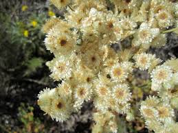 Attēlu rezultāti vaicājumam “Callicladium haldanianum sporophyte”