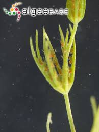 Attēlu rezultāti vaicājumam “Chara globularis”