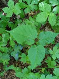 Attēlu rezultāti vaicājumam “Tilia platyphyllos subsp. cordifolia flower”