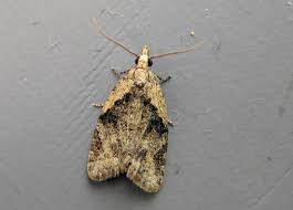 Attēlu rezultāti vaicājumam “Capua vulgana”