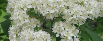 Attēlu rezultāti vaicājumam “Sorbus aucuparia flower”