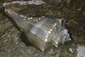 Image result for Sinistrofulgur perversum