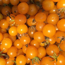 Afbeeldingsresultaat voor broad ripple yellow currant tomato