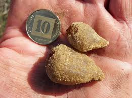 Attēlu rezultāti vaicājumam “Peziza ammophila”