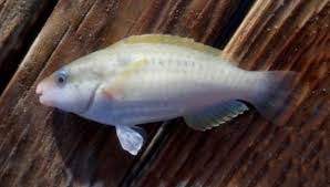 Image result for Scarus taeniopterus