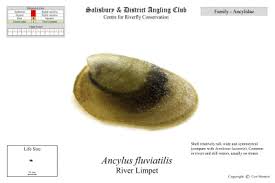 Attēlu rezultāti vaicājumam “Ancylus fluviatilis”