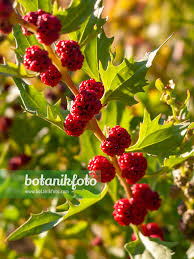 Attēlu rezultāti vaicājumam “Chenopodium foliosum fruit”