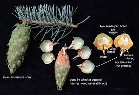 Attēlu rezultāti vaicājumam “Pseudotsuga menziesii fruit”