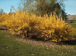 Attēlu rezultāti vaicājumam “Forsythia intermedia flower”