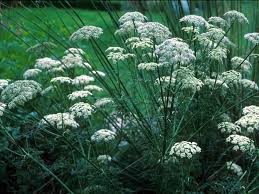 Attēlu rezultāti vaicājumam “Lignydium muscorum”